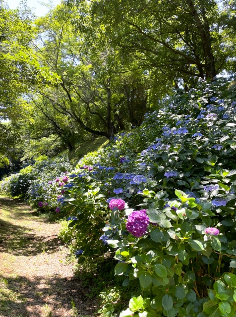 紫陽花