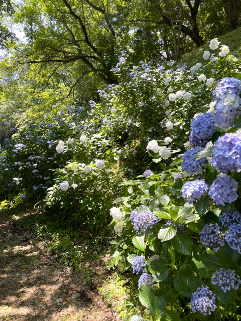 白紫陽花