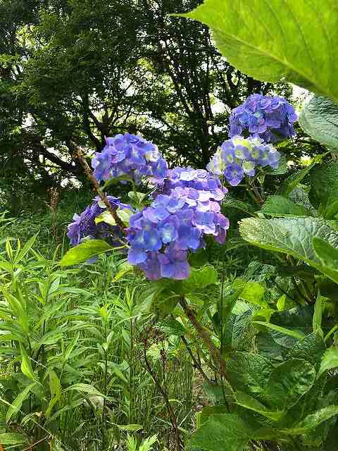 紫陽花