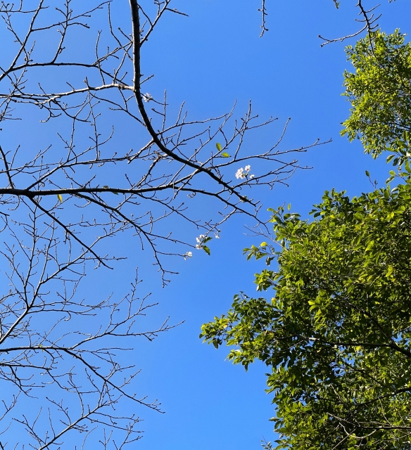 狂い咲きの桜